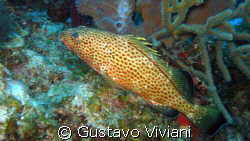 Rockhind Grouper by Gustavo Viviani 